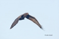 Snail-Kite;Kite;Rostrhamus-sociabilis;Flight;Birds-of-Prey;curved-beak;hunter;hu